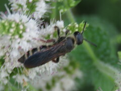 Colpa quinquecincta