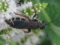 Colpa quinquecincta