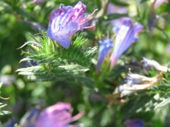 Echium rosulatum