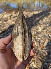 Ortmanniana ligamentina