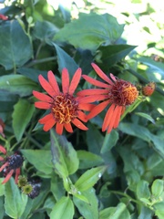 Pseudogynoxys chenopodioides