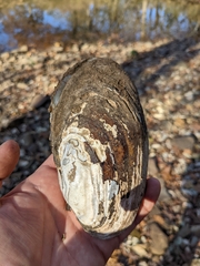 Ortmanniana ligamentina