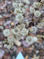Eupatorium perfoliatum