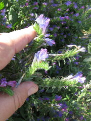 Echium rosulatum