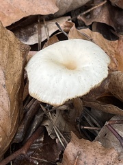 Clitocybe metachroa