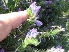 Echium rosulatum