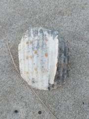 Tonna tankervillii
