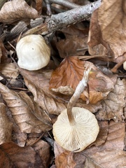 Clitocybe metachroa