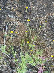 Tagetes subulata