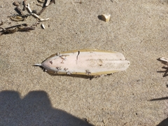 Sepia opipara