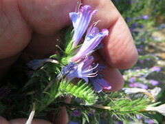 Echium rosulatum
