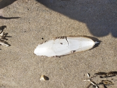 Sepia opipara