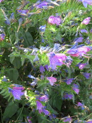 Echium rosulatum