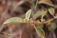Solanum ellipticum