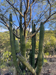 Stenocereus thurberi