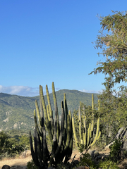 Stenocereus thurberi