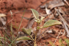 Solanum ellipticum