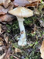 Amanita pantherina