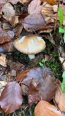 Amanita pantherina
