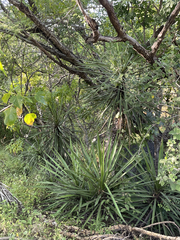 Yucca capensis
