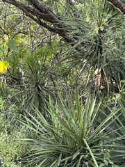 Yucca capensis