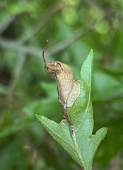 Orchestes fagi