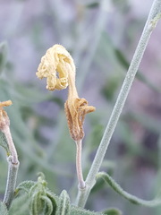 Haplophyton crooksii