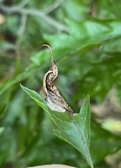 Orchestes fagi