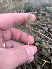 Poa douglasii