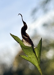 Orchestes fagi