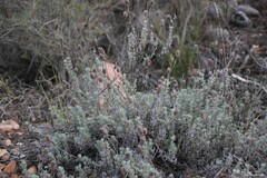 Lavandula pedunculata