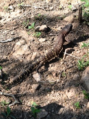 Heloderma horridum