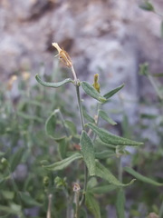 Haplophyton crooksii