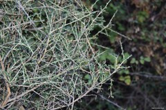 Adenocarpus complicatus