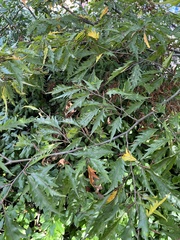 Orchestes fagi