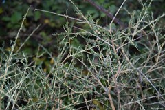 Adenocarpus complicatus