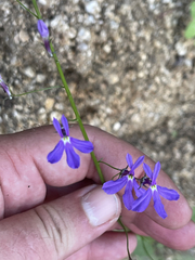 Lobelia aurita
