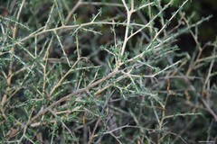 Adenocarpus complicatus