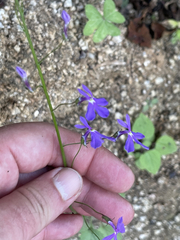 Lobelia aurita