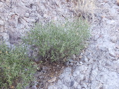 Haplophyton crooksii