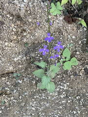 Lobelia aurita