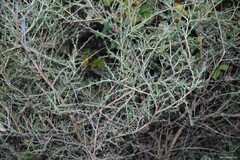 Adenocarpus complicatus