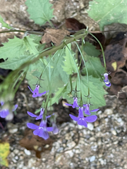 Lobelia aurita