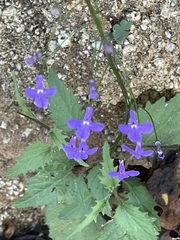 Lobelia aurita