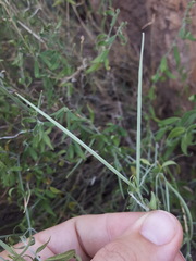 Haplophyton crooksii