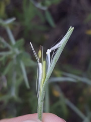 Haplophyton crooksii