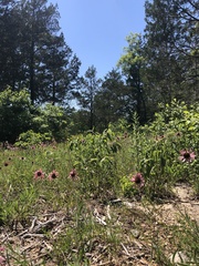 Echinacea tennesseensis