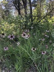 Echinacea tennesseensis