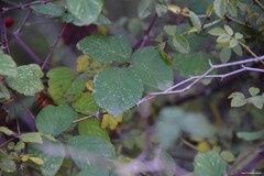 Rubus ulmifolius