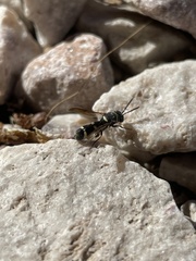 Leucospis
